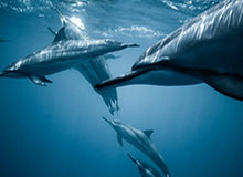 张雪之下，暗流涌动